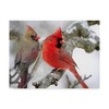 Trademark Fine Art Clarence Stewart 'Cardinal Couple In Snow' Canvas Art, 14x19 ALI41770-C1419GG
